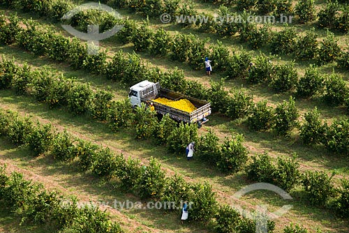  Subject: Aerial view of manual harvest of orange / Place: Bebedouro city - Sao Paulo state (SP) - Brazil / Date: 05/2013 