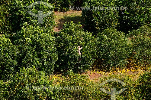  Subject: Aerial view of manual harvest of orange / Place: Barretos city - Sao Paulo state (SP) - Brazil / Date: 05/2013 