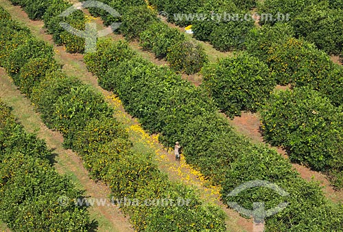  Subject: Aerial view of manual harvest of orange / Place: Barretos city - Sao Paulo state (SP) - Brazil / Date: 05/2013 