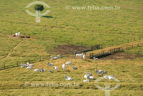  Subject: Aerial view of herd of cattle / Place: Barretos city - Sao Paulo state (SP) - Brazil / Date: 05/2013 