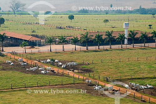  Subject: Aerial view of cattle herd of Sao Pedro Farm / Place: Barretos city - Sao Paulo state (SP) - Brazil / Date: 05/2013 
