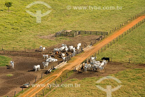  Subject: Aerial view of cattle herd / Place: Barretos city - Sao Paulo state (SP) - Brazil / Date: 05/2013 