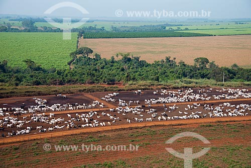  Subject: Aerial view of confined cattle herd / Place: Barretos city - Sao Paulo state (SP) - Brazil / Date: 05/2013 