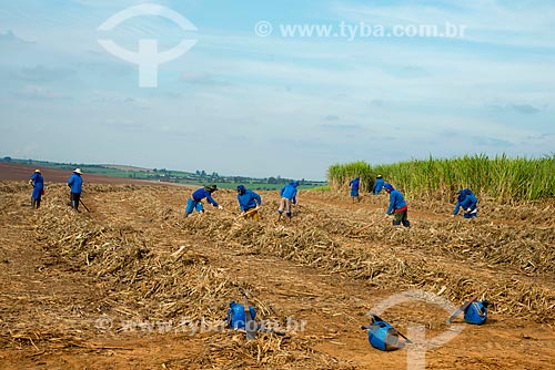 Subject: Rural workers piling the straw of sugarcane / Place: Piracicaba city - Sao Paulo state (SP) - Brazil / Date: 05/2013 