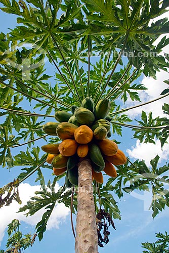 Subject: Detail of papaya still in the papaya tree / Place: Luis Eduardo Magalhaes city - Bahia state (BA) - Brazil / Date: 07/2013 