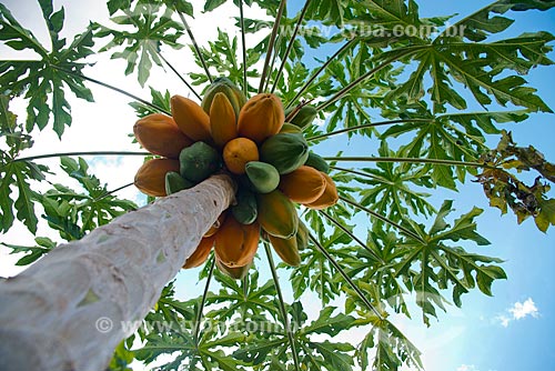  Subject: Detail of papaya still in the papaya tree / Place: Luis Eduardo Magalhaes city - Bahia state (BA) - Brazil / Date: 07/2013 
