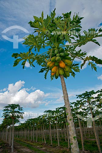  Subject: Papaya plantation with fruit still in the papaya tree / Place: Luis Eduardo Magalhaes city - Bahia state (BA) - Brazil / Date: 07/2013 
