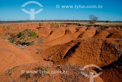  Subject: Desertification at Guilbues region / Place: Gilbues city - Piaui state (PI) - Brazil / Date: 07/2013 