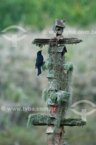  Subject: Bird houses covered by mosses / Place: Campos de Cima da Serra - Rio Grande do Sul state (RS) - Brazil / Date: 09/2013 