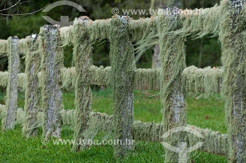  Subject: Fence covered by mosses / Place: Campos de Cima da Serra - Rio Grande do Sul state (RS) - Brazil / Date: 09/2013 