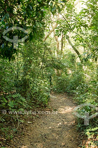  Subject: Trail in the Tijuca forest / Place: Rio de Janeiro city - Rio de Janeiro state (RJ) - Brazil / Date: 08/2013 