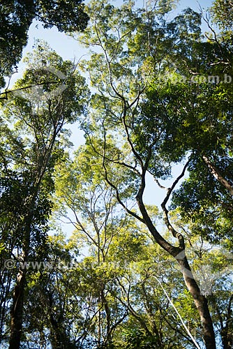  Subject: Trees in the Tijuca forest / Place: Rio de Janeiro city - Rio de Janeiro state (RJ) - Brazil / Date: 08/2013 