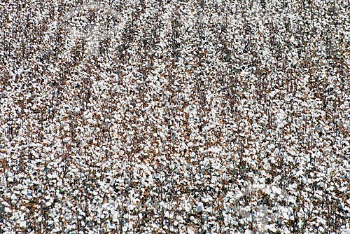  Subject: Cotton plantation at rural zone district of Roda Velha / Place: Sao Desiderio - Bahia state (BA) - Brazil / Date: 07/2013 
