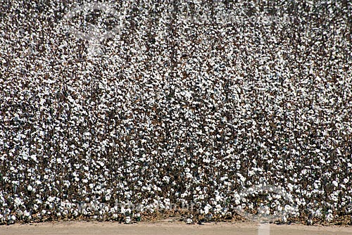  Subject: Cotton plantation at rural zone district of Roda Velha / Place: Sao Desiderio - Bahia state (BA) - Brazil / Date: 07/2013 