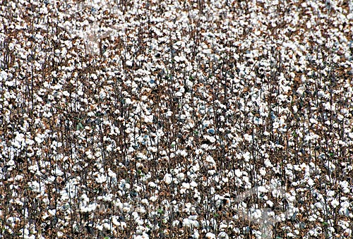  Subject: Cotton plantation at rural zone district of Roda Velha / Place: Sao Desiderio - Bahia state (BA) - Brazil / Date: 07/2013 