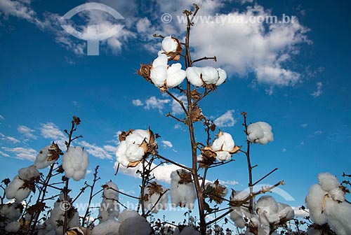  Subject: Detail of cotton plantation at rural zone district of Roda Velha / Place: Sao Desiderio - Bahia state (BA) - Brazil / Date: 07/2013 