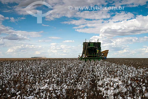  Subject: Mechanized harvesting at cotton plantation at rural zone district of Roda Velha / Place: Sao Desiderio - Bahia state (BA) - Brazil / Date: 07/2013 