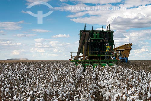  Subject: Mechanized harvesting at cotton plantation at rural zone district of Roda Velha / Place: Sao Desiderio - Bahia state (BA) - Brazil / Date: 07/2013 