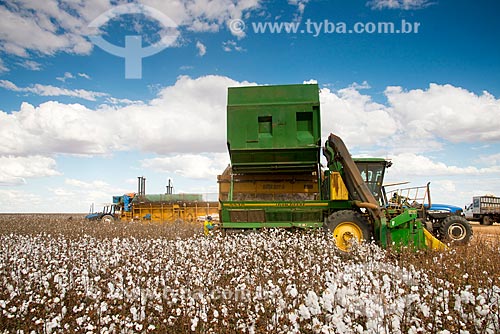  Subject: Mechanized harvesting at cotton plantation at rural zone district of Roda Velha / Place: Sao Desiderio - Bahia state (BA) - Brazil / Date: 07/2013 