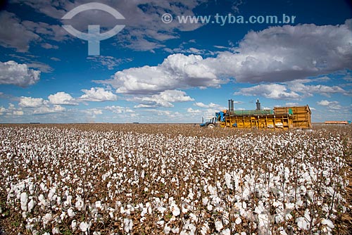  Subject: Mechanized harvesting at cotton plantation at rural zone district of Roda Velha / Place: Sao Desiderio - Bahia state (BA) - Brazil / Date: 07/2013 