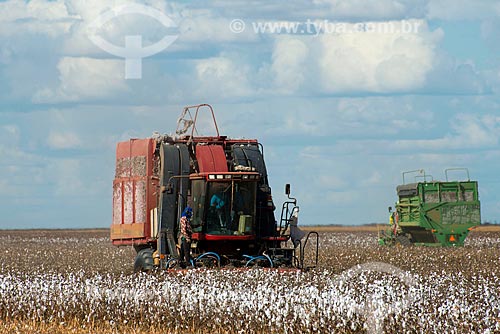  Subject: Mechanized harvesting at cotton plantation at rural zone district of Roda Velha / Place: Sao Desiderio - Bahia state (BA) - Brazil / Date: 07/2013 