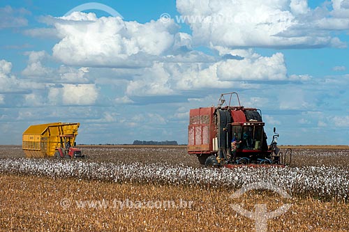  Subject: Mechanized harvesting at cotton plantation at rural zone district of Roda Velha / Place: Sao Desiderio - Bahia state (BA) - Brazil / Date: 07/2013 