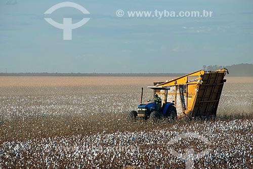  Subject: Mechanized harvesting at cotton plantation at rural zone district of Roda Velha / Place: Sao Desiderio - Bahia state (BA) - Brazil / Date: 07/2013 