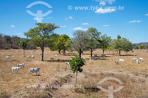  Subject: Nelore cattle on pasture / Place: Cristalandia do Piaui city - Piaui state (PI) - Brazil / Date: 07/2013 
