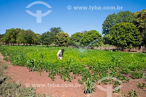  Subject: Planting corn and beans in Val da Boa Esperanca - the region where it was found the third world reserve of  thallium / Place: Barreiras city - Bahia state (BA) - Brazil / Date: 07/2013 