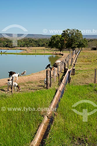  Subject: Irrigation channel in small property with goats raising / Place: Sao Desiderio city - Bahia state (BA) - Brazil / Date: 07/2013 