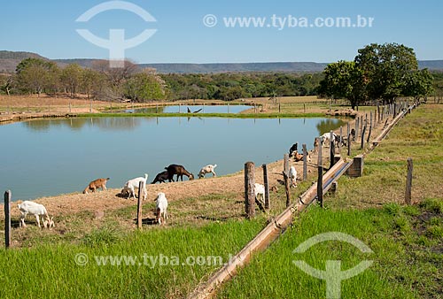  Subject: Irrigation channel in small property with goats raising / Place: Sao Desiderio city - Bahia state (BA) - Brazil / Date: 07/2013 