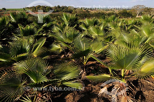  Subject: Seedlings of Oxitonia Palm - Ornamental Plant / Place: Uchoa city - Sao Paulo state (SP) - Brazil / Date: 09/2013 