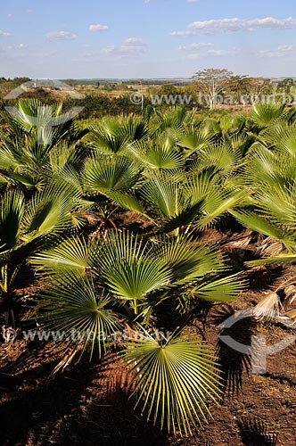  Subject: Seedlings of Oxitonia Palm - Ornamental Plant / Place: Uchoa city - Sao Paulo state (SP) - Brazil / Date: 09/2013 