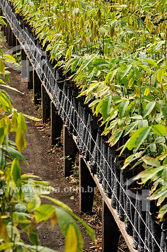  Subject: Seedlings of rubber tree (Hevea brasiliensis) Suspended / Place: Uchoa city - Sao Paulo state (SP) - Brazil / Date: 09/2013 