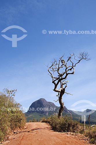  Subject: Dry tree with the Papagaio Peak (Parrot Peak) in the background / Place: Aiuruoca city - Minas Gerais state (MG) - Brazil / Date: 07/2013 