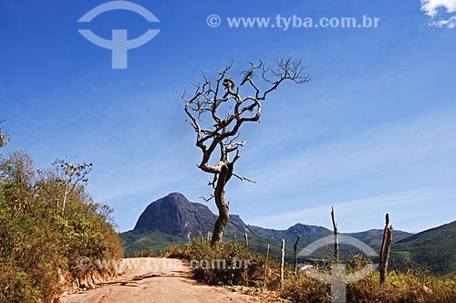  Subject: Dry tree with the Papagaio Peak (Parrot Peak) in the background / Place: Aiuruoca city - Minas Gerais state (MG) - Brazil / Date: 07/2013 