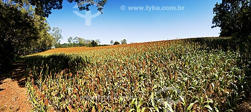  Subject: Plantation of sorgho / Place: Araxa city - Minas Gerais state (MG) - Brazil / Date: 07/2013 