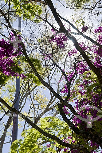  Subject: Bougainvillea spectabilis - also known as great bougainvillea - flower / Place: Araxa city - Minas Gerais state (MG) - Brazil / Date: 07/2013 