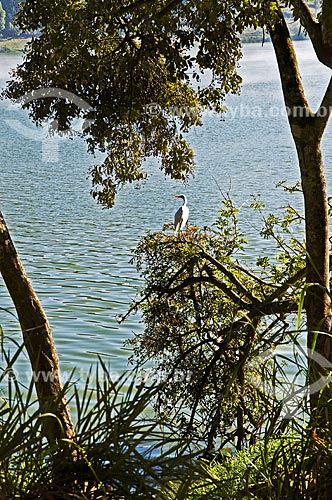 Subject: heron on the banks of Furnas Dam / Place: Capitolio city - Minas Gerais state (MG) - Brazil / Date: 07/2013 