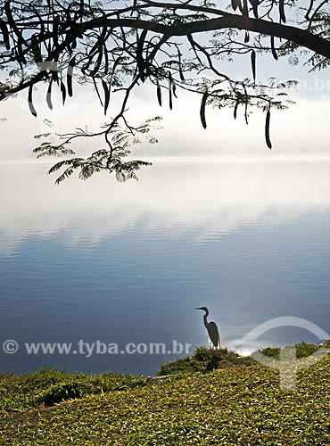  Subject: Heron on the banks of Furnas Dam / Place: Boa Esperanca city - Minas Gerais state (MG) - Brazil / Date: 07/2013 