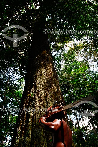  Subject: Worker with chainsaw  cutting chestnut in the forest of Ariau River / Place: Amazonas state (AM) - Brazil / Date: 09/2013 