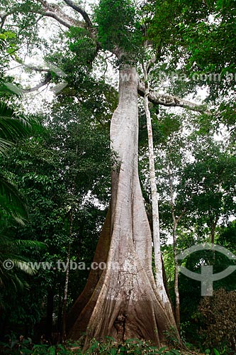  Subject: Kapok tree (Ceiba pentandra) located on the edge of Ariau River / Place: Amazonas state (AM) - Brazil / Date: 09/2013 