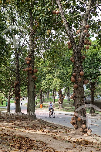  Subject: Cannonball tree (Couroupita guianensis) - also known as Macacarecuia - at Flamengo Landfill / Place: Flamengo neighborhood - Rio de Janeiro city - Rio de Janeiro state (RJ) - Brazil / Date: 08/2013 