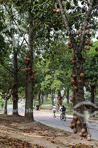  Subject: Cannonball tree (Couroupita guianensis) - also known as Macacarecuia - at Flamengo Landfill / Place: Flamengo neighborhood - Rio de Janeiro city - Rio de Janeiro state (RJ) - Brazil / Date: 08/2013 
