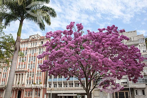  Subject: Ipe-Rosa (Tabebuia heptaphylla) flowery at Luis de Camoes Square / Place: Gloria neighborhood - Rio de Janeiro city - Rio de Janeiro state (RJ) - Brazil / Date: 08/2013 
