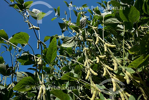  Subject: Soybean pods in transgenic plantation at Cascavel city rural zone / Place: Cascavel city - Parana state (PR) - Brazil / Date: 01/2013 
