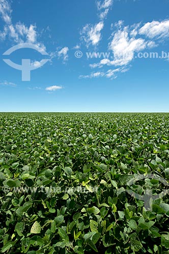  Subject: Plantation of transgenic soybean at Catanduvas city rural zone / Place: Catanduvas city - Parana state (PR) - Brazil / Date: 01/2013 