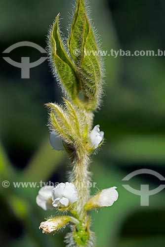  Subject: Soybean flower in transgenic plantation  at Cornelio Procopio city rural zone / Place: Cornelio Procopio city - Parana state (PR) - Brazil / Date: 01/2013 