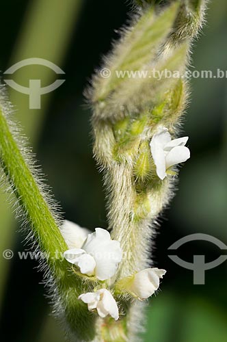  Subject: Soybean flower in transgenic plantation  at Cornelio Procopio city rural zone / Place: Cornelio Procopio city - Parana state (PR) - Brazil / Date: 01/2013 