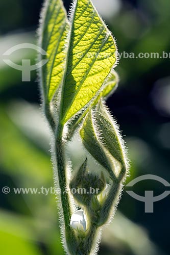  Subject: Soybean flower in transgenic plantation  at Cornelio Procopio city rural zone / Place: Cornelio Procopio city - Parana state (PR) - Brazil / Date: 01/2013 